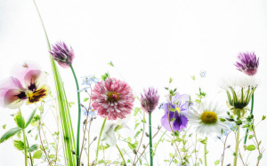 summer flowers