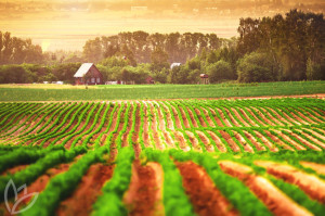 Agricultural field with a house in the background