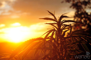 Cannabis plant at sunrise