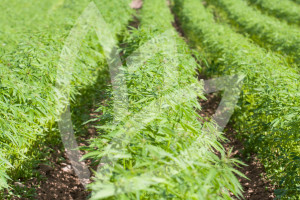 Field of hemp Cannabis Sativa