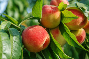 Ripe sweet peach fruits growing on a peach tree branch