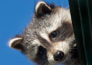 2719419 - raccoon looking down with curiosity from roof