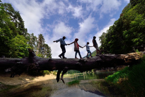 family walking on the tree in a dangerous manner