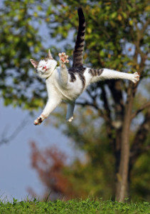 Cat jumping