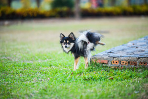 cute chihuahua peeing