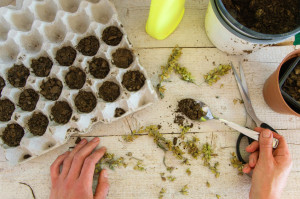 The top view of a woman's hands planting sage seeds in egg carto