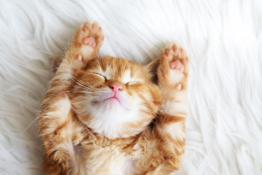 34257456 - cute little red kitten sleeps on fur white blanket