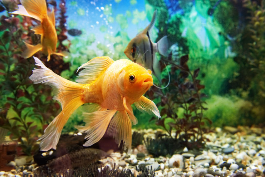 Colorful fishes in aquarium