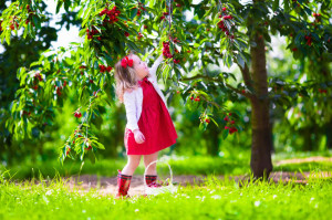 Little girl picking fresh cherry berry in the garden