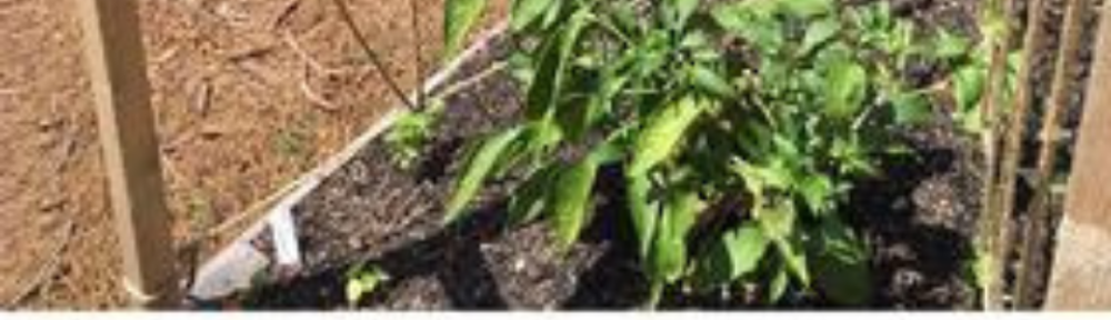 DNU - Predator Guard CUSTOMER IMAGE