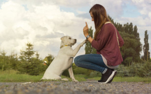 62435969 - young labrador dog puppy an dwoman train together and learn