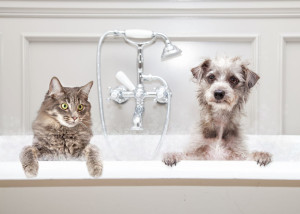 Dog and Cat in Bathtub Together