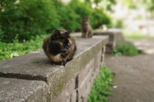 two homeless cats sitting on stone in summer park