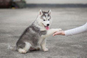 puppy  gives paw to human hand