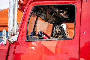 Brown Cocker Spaniel looks out of the window of the red big rig