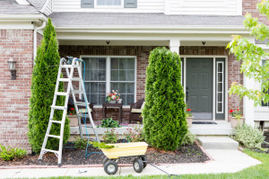 Springtime trimming of Arborvitae