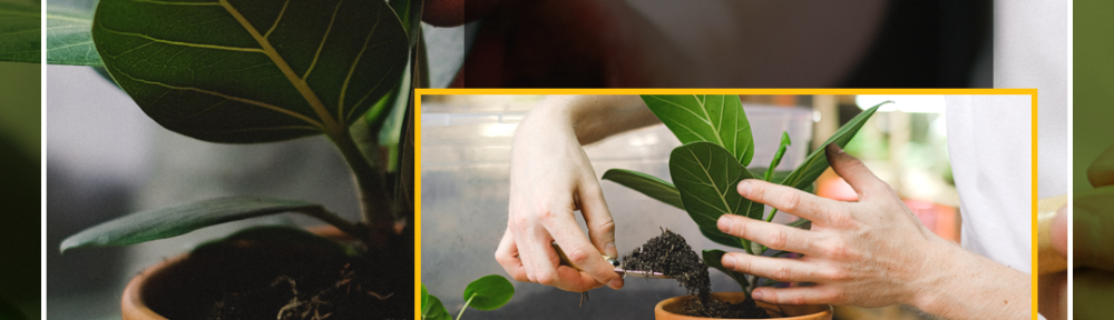 DNU-WP-Pexels