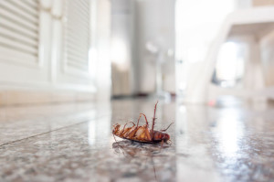 Dead cockroach on floor