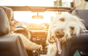 Woman and her labradoodle dog driving with the car