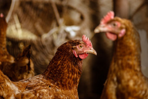 Bio chickens on a home farm