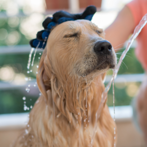 Bathing your dog