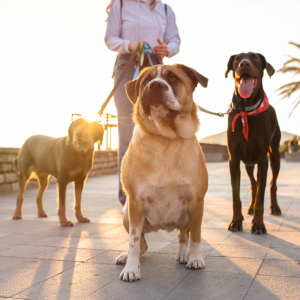 Take your pup for a walk