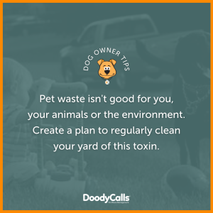 Remove pet waste regularly