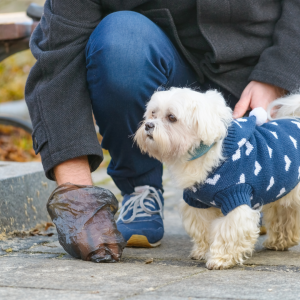 Dog poop can indicate health issues 