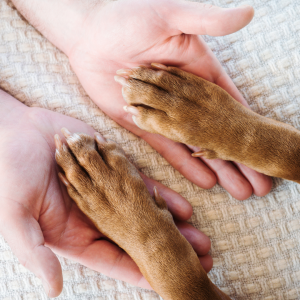 How often to trim a dog's nails