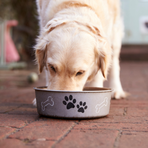 Clean pet bowls daily