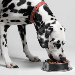 A quick tip to help dogs eat at a slower pace