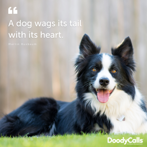 A dogs tail wag means so much more