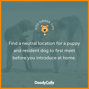 A quick tip for introducing a new puppy to your dog