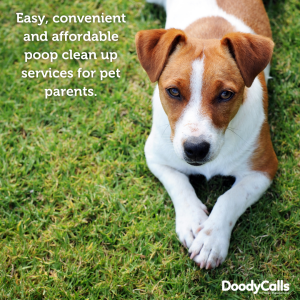 Dog poop pick up and clean up