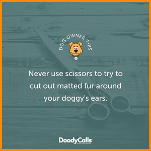 Don't remove matts with scissors (especially around the ears)