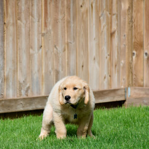 Dog poop isn't just a mess issue it's a health issue