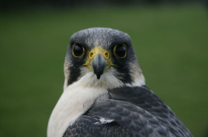 Peregrine, Falco peregrinus