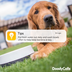 Protect dogs with clean pet bowls