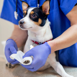 Create a first aid kit for dogs 