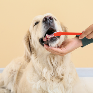 It may be time to start brushing your dog's teeth (hear us out)