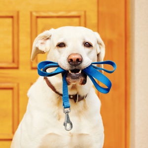 What type of leash rules should an HOA have?