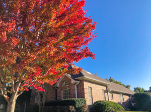 Looking up red maple tree with beautiful autumn leaves near corner house in Dallas, Texas, USA