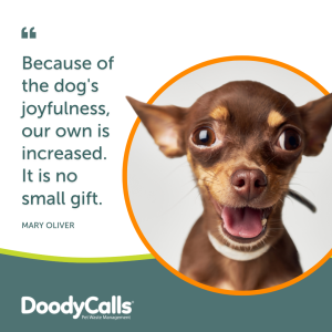 Dog's infuse joy into our lives