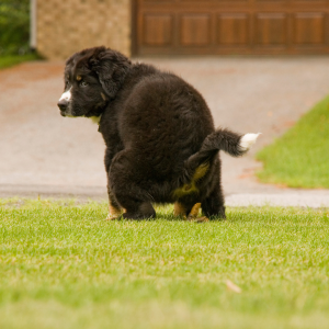 Why do dogs make a circle prior to pooping?