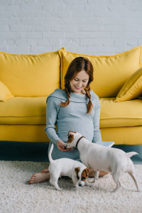 attractive pregnant woman sitting on floor with jack russell terriers in living room