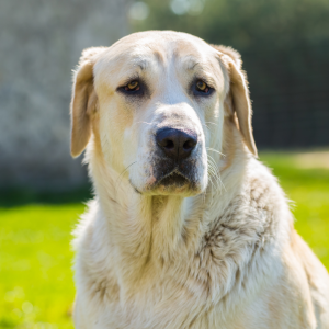 Your dog's poop can be a window to their health