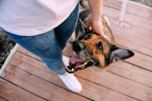 owner petting happy old german shepherd dog, top view