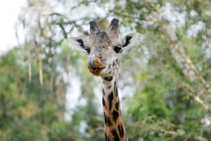 Animal Kingdom is the largest theme park in the world