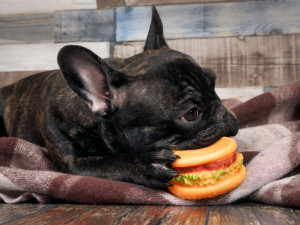 Dog playing with a toy - a rubber hamburger