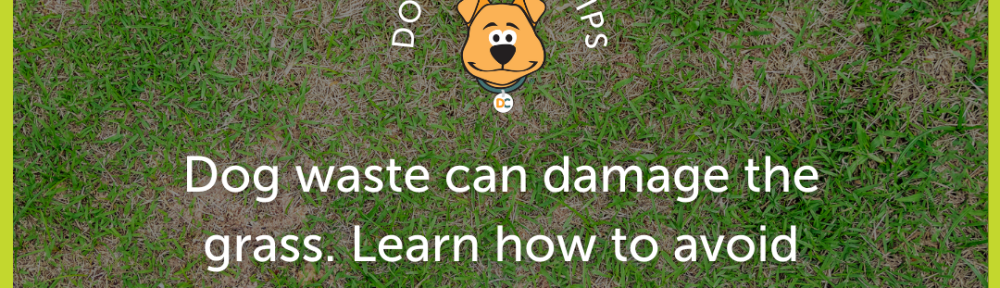DNU - DoodyCalls Franchise Content CANVA (12)